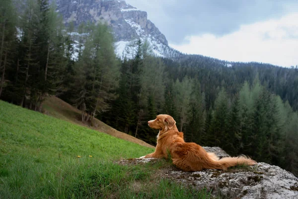 Perro en las montañas. Retriever de peaje de pato de Nueva Escocia en la naturaleza — Foto de Stock
