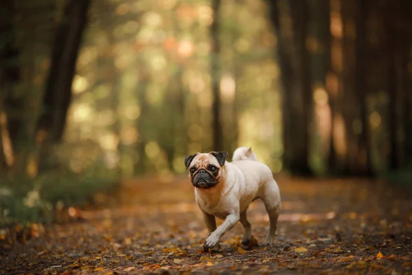 Hond in de herfst in de natuur. kleine pug in het park — Stockfoto