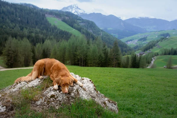 Kutya a hegyekben. Új-Skócia kacsa Tolling retriever a természetben — Stock Fotó