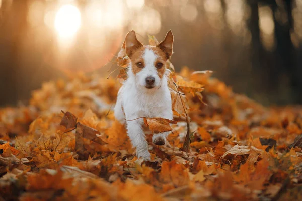 Pies w żółtych liściach. Jack Russell terrier w przyrodzie w jesiennym parku — Zdjęcie stockowe