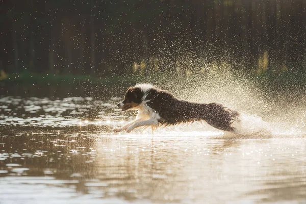 Dog jumps into the water. An active pet on the lake. Tricolor australian shepherd — Stock Photo, Image