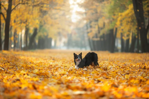 Perro en las hojas en la naturaleza. Collie fronterizo en el parque —  Fotos de Stock