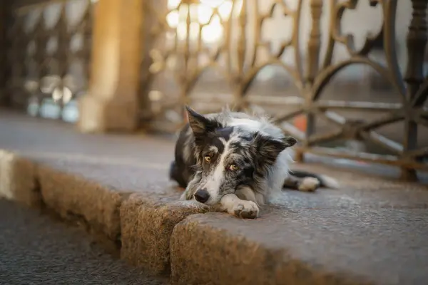 Σκυλί στην πόλη. Μάρμαρο περίγραμμα κόλλεϊ στην άσφαλτο — Φωτογραφία Αρχείου