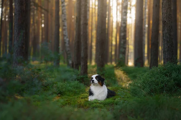 森の中の犬。オーストラリアの羊飼い自然の中で。ペットとの風景. — ストック写真