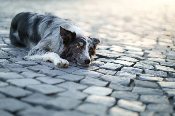 Σκυλί στην πόλη. Μάρμαρο περίγραμμα κόλλεϊ στην άσφαλτο — Φωτογραφία Αρχείου