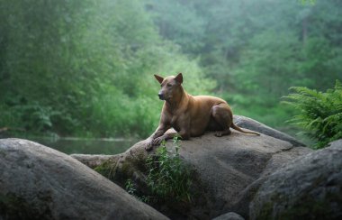 Köpek suda bir taşın üzerine oturur. Thai Ridgeback doğada, ormanda