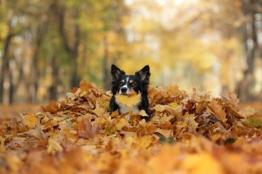 Doğadaki yaprakların içindeki köpek. Parkta Sınır Çobanı