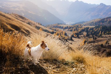 Dağlardaki köpek. Jack Russell Terrier gün batımında kayaların zirvesinde. - Evet. Evcil bir hayvanla yürüyüş.