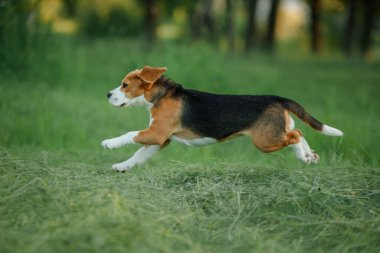 Doğadaki köpek, parkta. Beagle köpek yavrusu koşar ve oynar. 