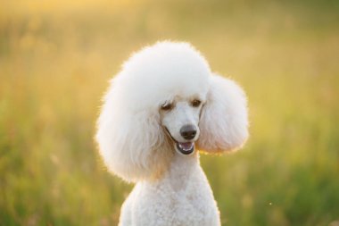 small white poodle on the grass.  clipart