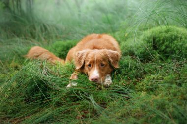 Köpek ormanda yosunların üzerinde yatıyor. Kırmızı Nova Scotia Duck Tolling Retriever