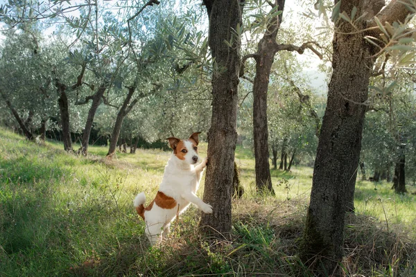 jack russell terrier stands by the olive tree. Dog in nature