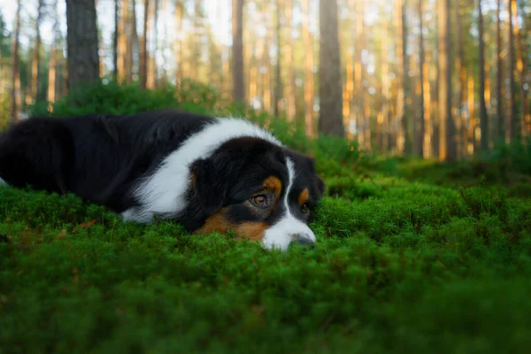 Dog in a forest. Australian Shepherd in nature. Landscape with a pet. — Stock Photo, Image