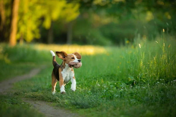Cão na natureza, no parque. Beagle filhote de cachorro corre e joga. — Fotografia de Stock