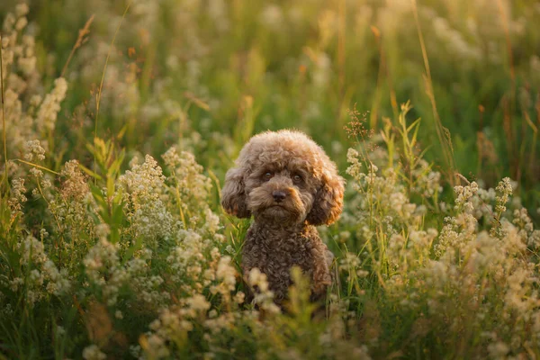 Caniche de chocolate en miniatura en la hierba. Mascota en la naturaleza. — Foto de Stock