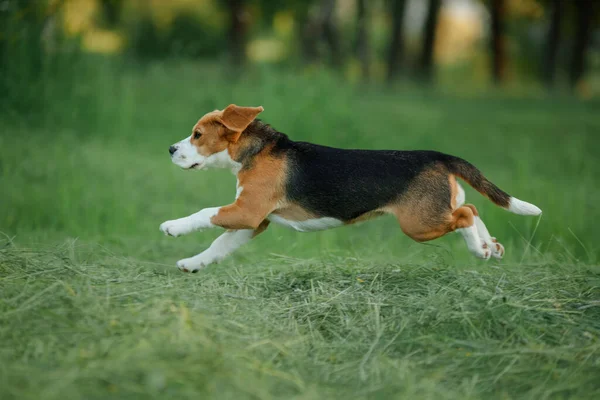 Cão na natureza, no parque. Beagle filhote de cachorro corre e joga. — Fotografia de Stock