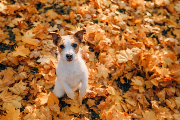 Pies w żółtych liściach. Jack Russell terrier w przyrodzie w jesiennym parku — Zdjęcie stockowe