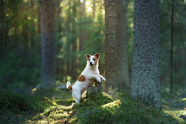 Perro en el bosque. Jack Russell Terrier. Seguimiento en la naturaleza. Descanso de mascotas —  Fotos de Stock