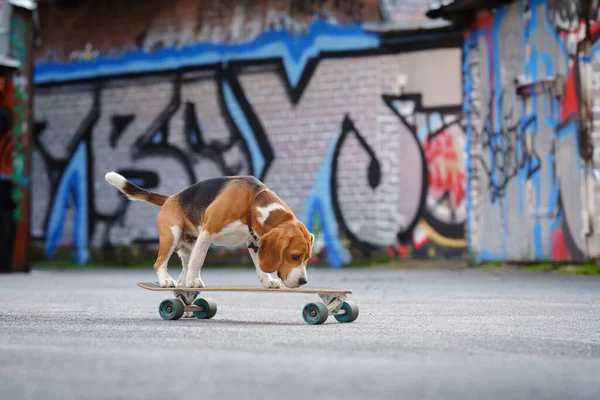 Dog on a skateboard. obedient beagle goes in for sports — Stock Photo, Image