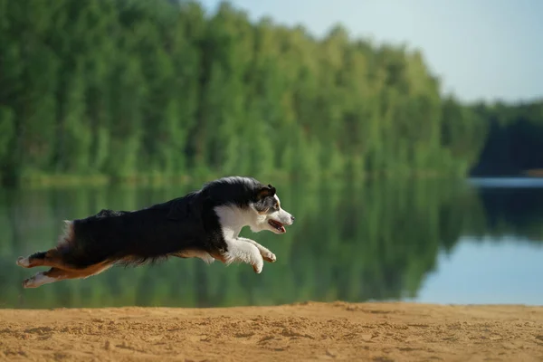 Dog jumps into the water. An active pet on the lake. Tricolor australian shepherd — Stock Photo, Image