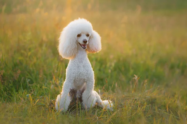 Pequeno poodle branco na grama. — Fotografia de Stock