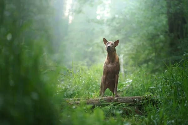 De hond zit op een steen in het water. Thai Ridgeback in de natuur, in het bos — Stockfoto