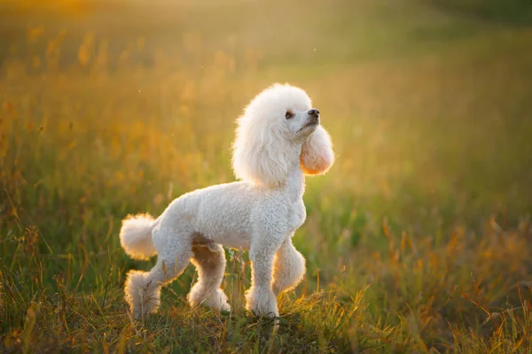 Liten vit pudel på gräset. — Stockfoto