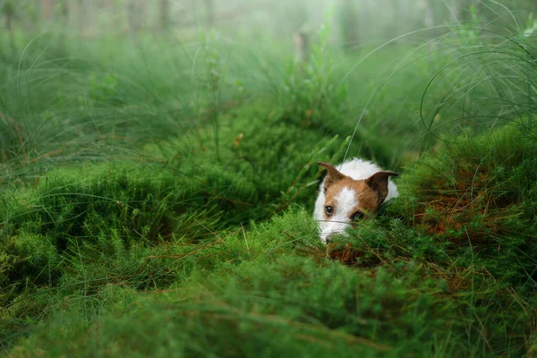 O cão jaz no musgo na floresta. Jack Russell Terrier na natureza — Fotografia de Stock