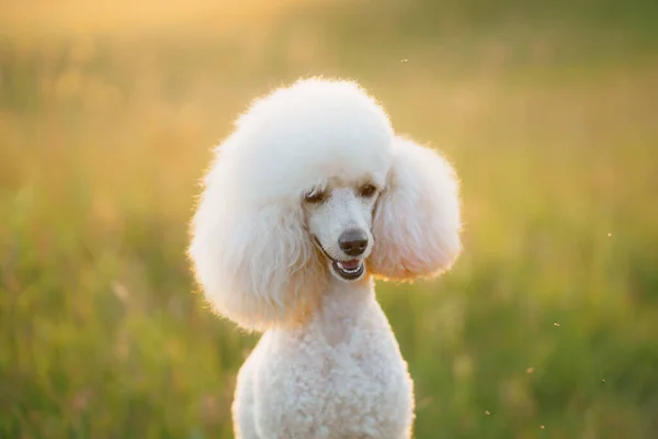 Pequeño caniche blanco en la hierba. — Foto de Stock