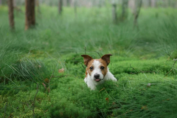 Pies leży na mchu w lesie. Jack Russell Terrier w naturze — Zdjęcie stockowe