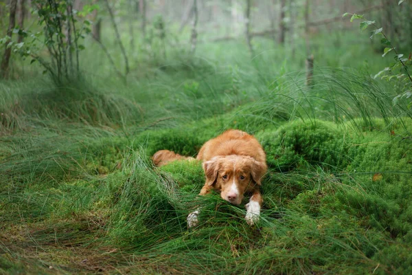 Hund liegt auf Moos im Wald. Roter Nova Scotia Duck Tolling Retriever in der Natur — Stockfoto