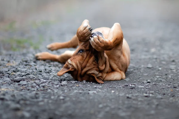 Lustiger roter Hund auf dem Rücken liegend. SharPei-Mix spielt in der Natur — Stockfoto
