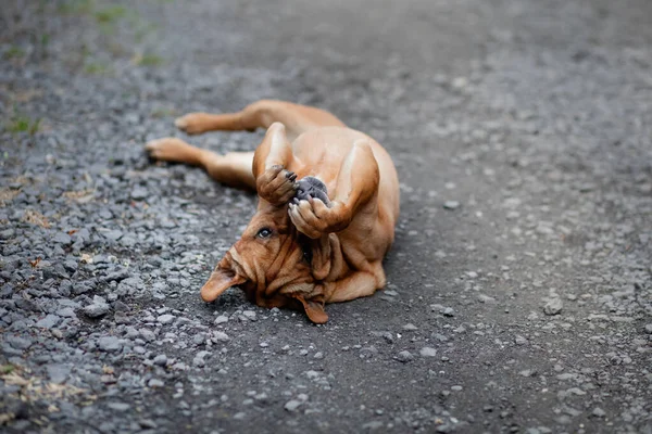 Perro rojo gracioso acostado sobre su espalda. SharPei mezcla obras en la naturaleza — Foto de Stock