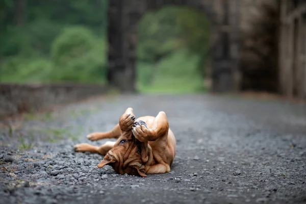 Perro rojo gracioso acostado sobre su espalda. SharPei mezcla obras en la naturaleza —  Fotos de Stock