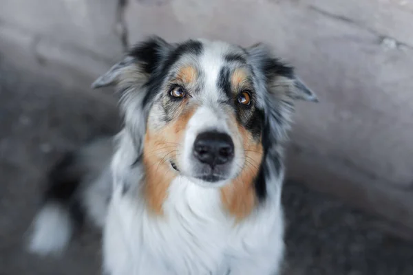 Retrato gracioso de un perro. Pastor australiano de mármol. sonrisas de mascotas —  Fotos de Stock