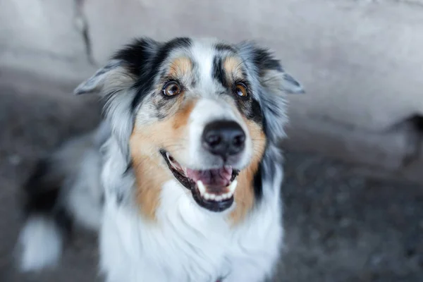 Retrato engraçado de um cão. Pastor australiano marmoreado. sorrisos de estimação — Fotografia de Stock