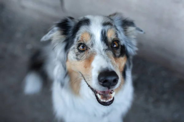 Retrato engraçado de um cão. Pastor australiano marmoreado. sorrisos de estimação — Fotografia de Stock