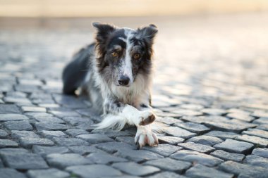 Şehirde bir köpek. asfalttaki kenar çoban köpeği