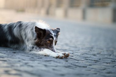 Şehirde bir köpek. asfalttaki kenar çoban köpeği