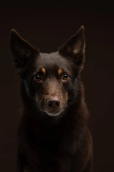 黒の背景に犬。スタジオでのオーストラリアのケルピー. — ストック写真