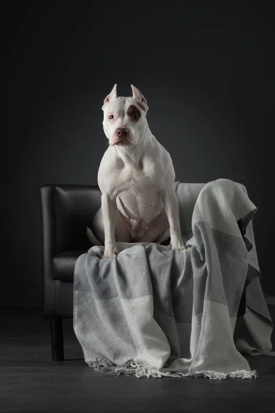 Ritratto di un cane su sfondo scuro. Un pit bull terrier americano. Bellissimo animale domestico su nero — Foto Stock