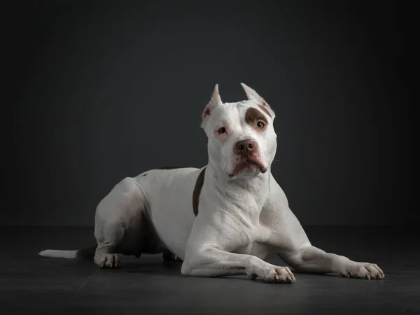 Retrato de un perro sobre un fondo oscuro. Pit bull terrier americano. Hermosa mascota en negro — Foto de Stock