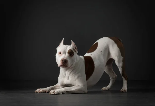 暗い背景の犬の肖像画です。アメリカン・ピット・ブル・テリア。美しいペットオン黒 — ストック写真