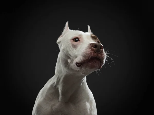 在黑暗的背景上的狗的肖像。美国斗牛犬。漂亮的黑衣宠物 — 图库照片