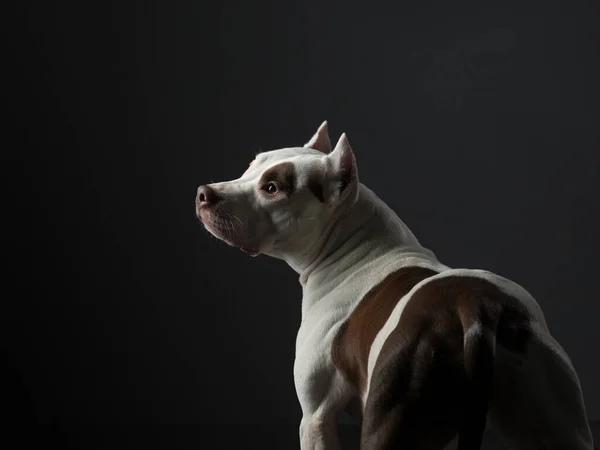 在黑暗的背景上的狗的肖像。美国斗牛犬。漂亮的黑衣宠物 — 图库照片