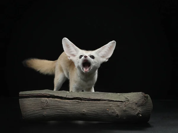 여우는 검은 색이다. 스튜디오에 있는 야생 동물 — 스톡 사진