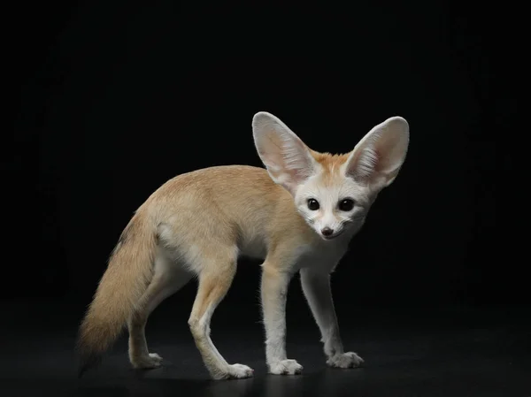 Fennec Fox auf einem Schwarz. Wildtier im Atelier — Stockfoto