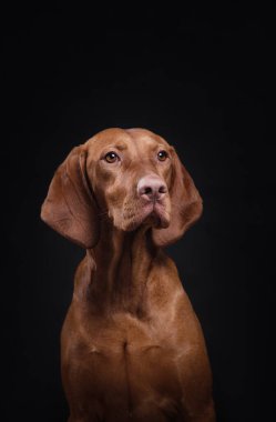Siyah arka planda bir köpek. Macar Vizsla