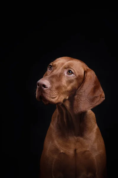 Fekete hátterű kutya. Magyar vizsla — Stock Fotó