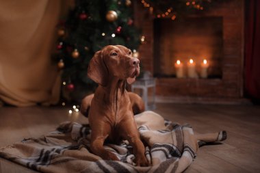 Noel arifesinde şöminenin yanında bir köpek. Macar Vizsla